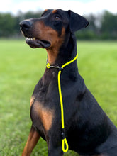 Dominant Dog Collar